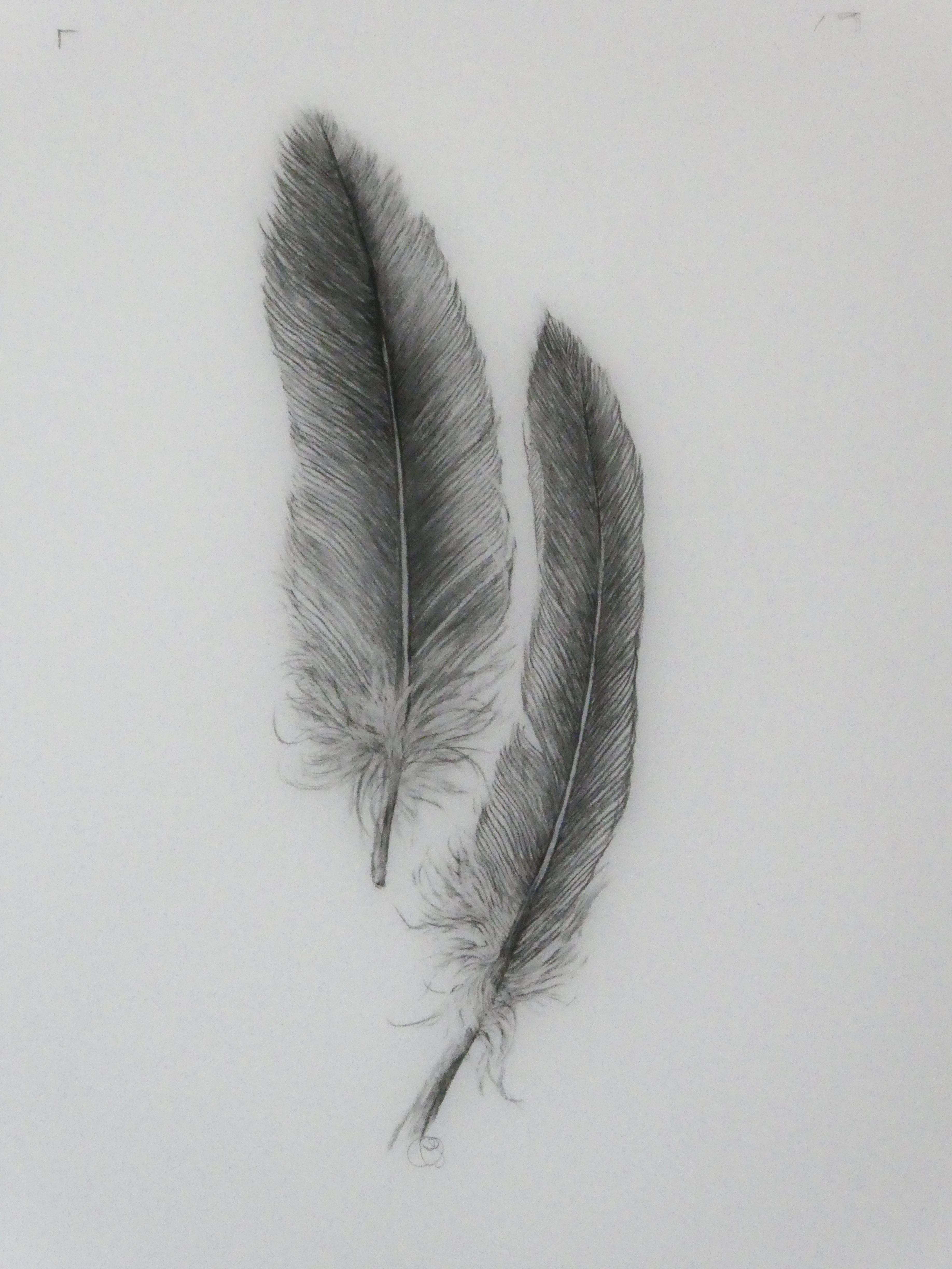 Feather Light 2